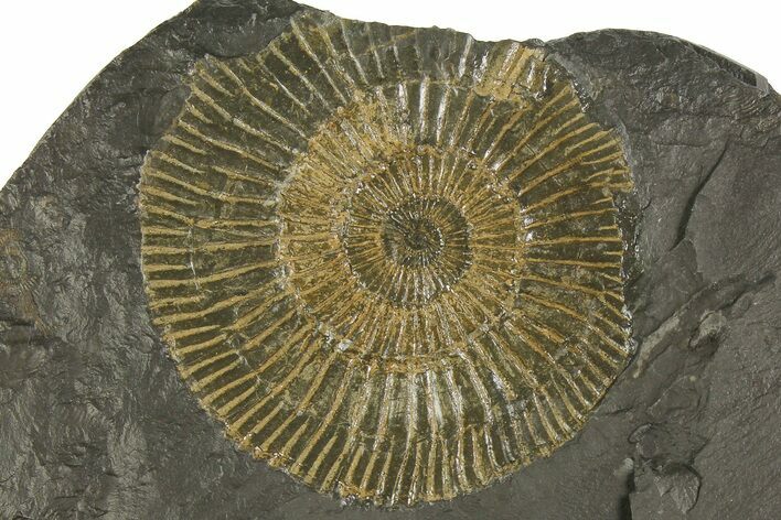 Dactylioceras Ammonite - Posidonia Shale, Germany #180314